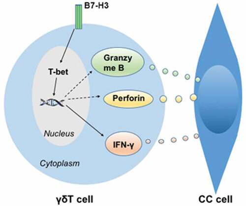 Figure 8. Outlined mechanism underlying B7-H3 regulating γδ T cells killing colon cancer cells