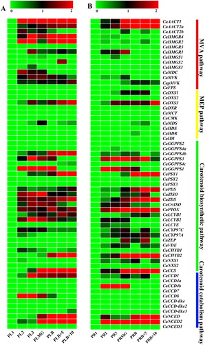 Figure 3. Expression heatmaps of the pepper carotenoid metabolic genes in placenta tissue (A) and pericarp tissue (B) during the fruit development stage based on the RNA-Seq data [Citation52]. Sample names were assigned as follows: placenta (PL); pericarp (PR); Stage 1, 6 DPA (1); Stage 2, 16 DPA (2); Stage 3, 25 DPA (3); mature green, 36 DPA (MG); breaker, 38 DPA (B); breaker plus 5, 43 DPA (B + 5); and breaker plus 10, 48 DPA (B + 10). Note: In the figure, the colour scale represents the relative expression levels based on log2-scaledfold changes of the RPKM during the later stages compared with those in Stage 1; Red indicates high level fold changes and green represents low level fold changes.