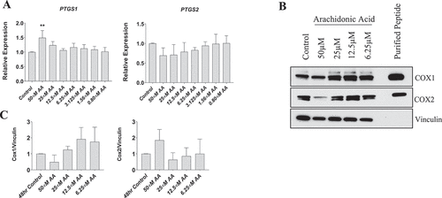 Figure 5. Effect of AA on COX inflammatory pathway in proliferating human skeletal myoblasts. (A) PTGS1 and PTGS2 mRNA levels were examined in cells treated with various concentrations of AA for 48 hours. COX protein levels were examined in cells treated with various concentrations of AA or equivalent diluent (ethanol) for 48 hours. (B) Representative western blots are shown; purified COX proteins were run to ensure accuracy of band identification. (C) Densiometric quantifications of Cox-1 and Cox-2. Data are expressed as mean ± SEM and represent three independent experiments (***p < 0.001; **p < 0.01 *p < 0.05; all compared to control).