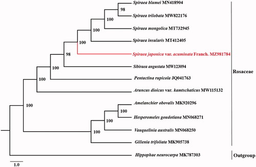 Figure 1. Phylogenetic relationship of Spirea japonica var. acuminata Franch. in Rosaceae using maximum likelihood (ML) method based on 12 species complete chloroplast genomes (accession numbers were listed behind each taxon. Statistical support values were showed on nodes.).