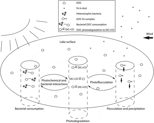 Figure 2. Conceptual diagram illustrating potential chemical (photodegradation), biological (bacterial consumption), and physical (flocculation and precipitation) pathways for DOC loss in surface waters. Interactions between dust and solar radiation may lead to DOC loss via photoflocculation, and interactions between solar radiation and bacterial activity could have variable effects. Note that pathways are not exclusive of each other (i.e., DOC loss could occur via multiple pathways)