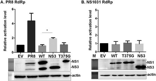 Figure 4. Impacts of NS1 variants on viral genome activity. (A) The effect of NS1 isoforms on viral RNA dependent RNA polymerase (RdRp) activity was evaluated by mini-genome reporter assay. HEK293T cells were co-transfected with one of the NS1 plasmids (PR8, WT NS1031, NS3 or T375G) along with constructs expressing the viral RdRp complex (PA, PB1, PB2 and NP proteins); the RdRp complex expression construct was based on either PR8 (A), or NS1031 virus (B). In addition to these two plasmids, a reporter plasmid pPol I-Flu-Rluc and internal control plasmid expressing firefly luciferase were also transfected. At 24 h post-transfection, luciferase activities (top panel) and NS1 expression (bottom panel) of the whole cell lysate were respectively measured with the Dual-Glo luciferase assay and western blot analysis. The Renilla luciferase expression level was initially normalized with firefly luciferase activity in the same group. Then, the relative expression level was obtained by comparison with the EV control, which was arbitrarily set as 1. The experiment was conducted in triplicate. *p < 0.05.