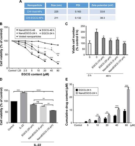 Figure 2 Effect of nanoparticles on in vitro cellular growth/viability and uptake. (A) Size, PDI, and surface charge of nanoparticles. In both cases the zeta potential is around +33 mV to +38 mV, indicating that both the CHI-Void-NPs and nanoEGCG have positive surface charge, which is due to the presence of cationic chitosan polymer. (B) Dose–response curve of CHI-Void-NPs, nanoEGCG and free EGCG on NHEK growth/viability as assessed with the MTT assay, analyzed as percent viable cell numbers per million. The growth/viability of untreated cells was set as 100%. (C) Histograms showing comparative effects of free EGCG and nanoEGCG treatment on viable NHEK number after 48 h treatment as determined with the trypan blue dye exclusion assay. Results are expressed as percentage cell number harvested (48 h) in relation to the cell number present at the time of initiation of treatment (0 h). (D) Comparative effects of free EGCG versus nanoEGCG on IL-22-induced hyperproliferation (assessed as viability) of keratinocytes in vitro (equivalent doses as indicated in the figure). (E) Cellular uptake and cumulative drug content (in µM) in the cytoplasm of NHEKs after treatment. Data are presented as the mean±SEM of experiments in which each treatment was repeated in 7–10 wells (C), and experiments were performed in triplicate (D, E). *p<0.05, **p<0.01, ***p<0.001, and ****p<0.0001 compared with vehicle-treated controls.Abbreviations: PDI, polydispersity index; EGCG, (–)-epigallocatechin-3-gallate; nanoEGCG, CHI-EGCG-NPs, chitosan-based polymeric nanoparticle formulation of EGCG; CHI-Void-NPs, chitosan-based void (without EGCG) nanoparticles; NHEK, normal human epidermal keratinocyte; ns, not significant.