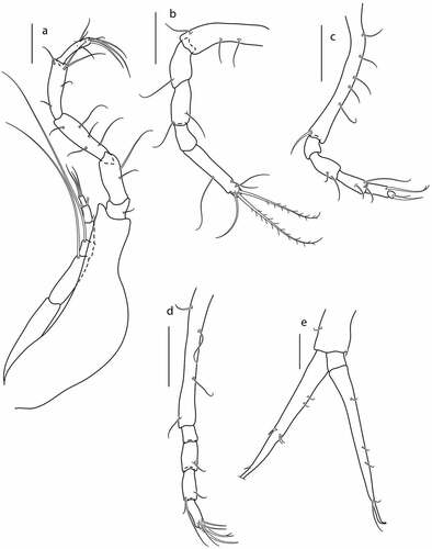 Figure 17. Eocuma nansenae sp. nov., non-ovigerous female, paratype (ZMBN 149203). a, Pereopod 1; b, pereopod 2; c, pereopod 3; d, pereopod 4; e, uropod. Scale bars = 0.1 mm.