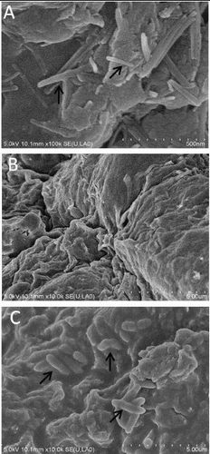 Figure 4. Internal microstructure of sodium alginate–attapulgite–calcium carbonate immobilized granule: (A) the granule did not embed cells of DG17, and the arrows show the attapulgite; (B) the magnify of A; and (C) the granule embedded cells of DG17, and arrows show the immobilized cells of Pseudomonas sp. DG17.