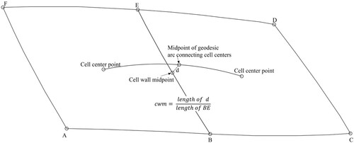 Figure 7. Cell wall midpoint ratio.