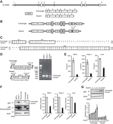 FIG 1 A p62 splicing variant lacking the Keap1-interacting region is present in mice. (A) Schematic diagram of genome structures of mouse p62. Coding exons, numbered in accordance with the initiation site (exon 1), are depicted by white boxes. The full-length mRNA and its splicing variant produced from the p62 allele are shown. wt, wild type. (B) Domain structures of mouse full-length and variant p62 proteins. Phox and Bem1 (PB1) mediates homo-oligomerization or hetero-oligomerization. The LC3-interacting region (LIR) and the C-terminal ubiquitin-associated (UBA) domain promote the sequestration of ubiquitinated substrates into the autophagosome. The Keap1-interacting region (KIR) binds to Keap1. ZZ, zinc finger; TB, TRAF6-binding domain; NLS, nuclear localization signal; NES, nuclear export signal. (C) Alignment of regions containing the LIR, the KIR, and the UBA domain in the full-length and variant p62 proteins of mice. (D) RT-PCR. Analyses of p62 exon 7 splicing in MEFs, Hepa-1 cells, and mouse liver were performed. Diagrams at left indicate cDNAs encoding full-length and variant p62 proteins. The positions of primers used for RT-PCR analysis of p62 cDNA and the expected sizes of the PCR products in the presence and absence of the last half of exon 7 are shown. The right panel shows the results of gel electrophoresis (2% agarose gel) of RT-PCR products from cDNAs of MEFs, Hepa-1 cells, and mouse liver. (E) Digital PCR analysis. RNA copy numbers for full-length p62 and its variant in MEFs, Hepa-1 cells, and mouse liver were determined using a QuantStudio 3D digital PCR system. (F) Immunoblot analysis. Total cell lysates of MEFs and Hepa-1 cells and mouse liver homogenate were prepared and subjected to immunoblot analysis with anti-p62 antibody. Nontagged full-length or variant p62 was expressed in p62-deficient HeLa cells, and the lysates were used as positive controls. Data are representative of three independent experiments. Quantitative densitometry analysis of immunoblotting data was performed, and the levels of full-length p62 and its variant were normalized against that of actin. (G) Immunoblot analysis. Primary mouse hepatocytes were challenged with 10 μM sodium arsenite [As(III)] for the indicated times. Data are representative of three independent experiments. Quantitative densitometry analysis of immunoblotting data was performed, and the levels of full-length p62 and its variant were normalized against that of actin.