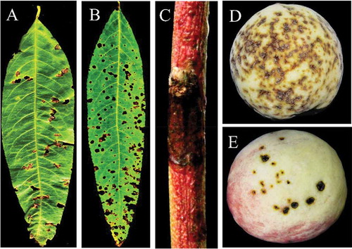 Fig. 2 (Colour online) Typical symptoms of bacterial leaf spot disease on naturally infected peach leaves, twigs and fruits. (a) brown and perforated symptomatic peach leaf collected from Beijing Pinggu; (b) severe symptoms on the entire peach leaf collected from Hebei Changli; (c) dark canker symptomatic peach twig collected from Beijing Pinggu and (d, e) severe brown, circular, water soaked spots and cracking symptoms observed on peach fruit collected from Beijing Pinggu district.