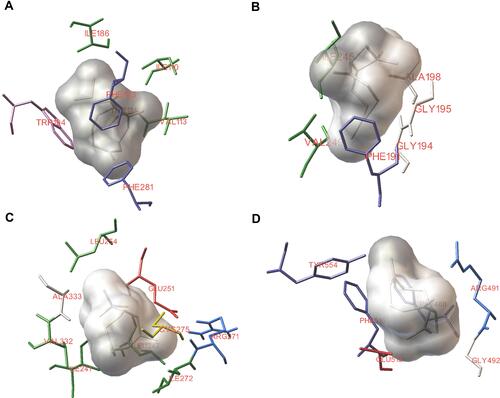 Figure 6 Best docking pose predictions of β-caryophyllene with the agonist binding sites of nociceptive receptors. Representative images showing the interactions of β-caryophyllene with cannabinoid receptors, CB2 (A) and CB1 (B), PPARα (C) and TRPV1 (D) binding sites. Molecular docking was performed with AutoDock 4.2 tools using Lamarckian genetic algorithm.