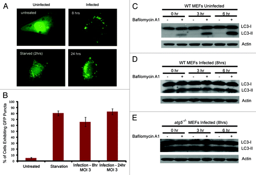 Figure 8. Analyses of the effect of vaccinia virus infection on GFP-LC3 distribution and autophagy flux. (A) Distribution of GFP-LC3 in uninfected and vaccinia virus infected cells. NIH 3T3 cells that stably express GFP-LC3 were either untreated, or underwent amino acid and serum starvation for 2 h, or infected with vaccinia virus, as indicated. Fluorescent microscopy was performed to visualize the distribution of GFP-LC3. (B) Quantification of (A). (C–E) Immunoblotting assay of wild-type or atg5−/− MEFs either uninfected or infected with vaccinia virus (MOI of 3) for 8 h followed by treatment with 100 nM of bafilomycin A1 for indicated time. Lysates were subjected to SDS-PAGE and separated proteins were immunoblotted using an anti-LC3 and anti-actin antibodies as indicated.