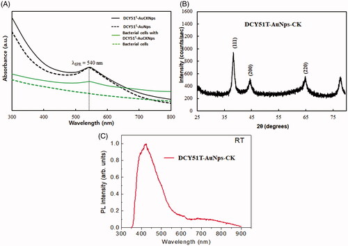 Figure 4. (A) UV–vis spectra of DCY51T-AuNps, with and without ginsenoside CK. (B) XRD spectrum of DCY51T-AuCKNps. (C) Photoluminescence of DCY51T-AuCKNps.