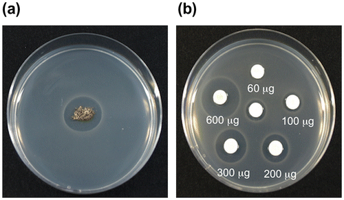 Fig. 1. The antimicrobial activity against B. subtilis. (a) The mycorrhiza from the shiro front, (b): Paper discs containing the extract from the shiro front.