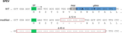 Figure 2. Genome editing strategy and genetic characterization of engineered embryonic porcine kidney cells (SPEV). In the top rows, the LDLR consensus nucleotide and amino acid sequences present in SPEV wild type (WT) cells are depicted. The first 45 nucleotides (nt) of the sequence encoding for the signal peptide (SP; total length: 66 nt) including the start codon (highlighted in green) as well as the position of the CRISPR/Cas9 guide RNA (gRNA, highlighted in blue) and its protospacer adjacent motif (PAM, highlighted in grey) are shown. Below, the nucleotide and deduced amino acid sequences obtained from the genetically engineered (modified) cell line are given. Deletions of 12 and 45 nt (Δ12 nt, Δ45 nt) are boxed in red. For trans-complementation of LDLR, the gRNA and PAM sequence were altered by introduction of four silent mutations (nucleotides to be mutated highlighted in bold).