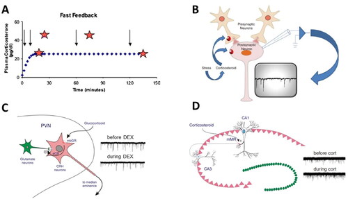 Figure 1. Rapid actions of corticosteroids in the brain. (A) Rapid feedback inhibition of the stress axis—activated by histamine administration (arrows)—was observed at 2 (but not 10 or 45; stars) min after the onset of corticosterone being infused into anesthetized female rats at a constant rate for 2 h. Delayed inhibition was observed when the rats received a stressor 120 min after corticosterone infusion started. Based on Dallman (Citation2005). (B) The mechanism of rapid inhibitory corticosteroid actions was further explored with electrophysiological methods, recording miniature excitatory postsynaptic currents (mEPSCs; typical recording in inset), each of which reflects the postsynaptic response to a spontaneously released presynaptic glutamate-containing vesicle. Changes in mEPSC frequency usually indicate an altered (presynaptic) release probability of the vesicles, whereas changes in mEPSC amplitude rather point to changes in the expression of postsynaptic receptor subunits. Panels B–D based on Tasker and Joëls (Citation2015). (C) Schematic representation how corticosterone may bind to a membrane-bound version of the glucocorticoid receptor (mbGR) on CRH-producing neurons in the PVN, and then through retrogradely transported endocannabinoids (eCB) reduce the release of glutamate-containing vesicles from presynaptic neurons. The recordings on the right show that the frequency (but not amplitude) of mEPSCs is reduced by the GR-agonist dexamethasone, compared to the control situation prior to dexamethasone. (D) In CA1 pyramidal neurons of the hippocampus, corticosteroids act via mineralocorticoid receptors (mMR) presumably located at (or in the vicinity of) the presynaptic plasma membrane. As shown on the right, this results in an increased frequency—but not amplitude—of mEPSCs during administration of (100 nM of) corticosterone.