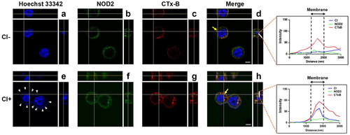 Figure 2. C. innocuum recruits NOD2 to membrane rafts. HT-29 cells were infected with C. innocuum at MOI of 100 for 4 h. Cells were probed with (A and E) Hoechst 33,342 (blue), (B and F) anti-NOD2 (green), and (C and G) CTx-B (red), followed by performing confocal microscopy analysis. (E) arrowheads indicate the attached bacteria on the cell membrane. (D and H) yellow arrows indicate the area of confocal z-section analysis. Bars, 5 μm. White lines across the membrane shown in z-section indicate the distribution of fluorescence signals for C. innocuum (blue line), NOD2 (green line), and CTx-B (red line), which present as line intensity histograms in the right panels.