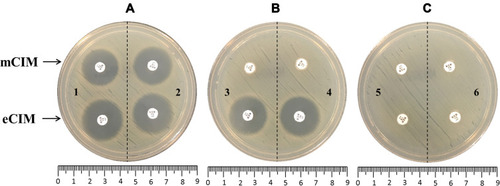 Figure 1 The representative photograph of mCIM and eCIM results in Aeromonas. (A) Negative results. 1, blank control, without bacteria; 2, Aeromonas without carbapenemase production. (B) mCIM positive and eCIM positive. 3, Aeromonas-producing CphA; 4, Aeromonas-producing NDM-1. (C) mCIM positive and eCIM negative. 5, Aeromonas-producing KPC-2; 6, Aeromonas-producing both KPC-2 and CphA.