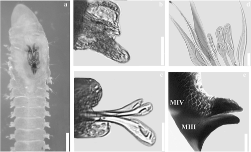 Figure 5. Lumbrineris geldiayi, adult: (a) anterior end; (b) parapodium 4, frontal view; (c) parapodium 24, frontal view; (d) MIII (Mandible III) and MIV (Mandible IV), dorsal view. Scale bars: a = 0.2 mm; b = 0.03 mm; c = 0.02 mm; d = 0.03 mm; e = 0.1 mm.