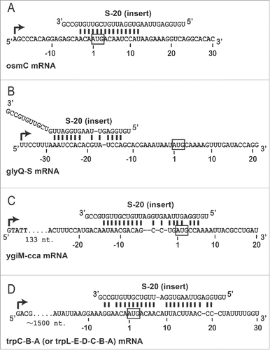 Figure 4. Prediction of S-20 target mRNAs. mRNAs (operons) targeted by S-20 were predicted computationally (see Materials and Methods), and 4 examples (A-D) of the hybridization patterns between S-20 and its target mRNAs are shown. The transcription start site of each operon is indicated with a curved arrow. Numbers indicate the nucleotide positions from the translation start site of each mRNA close to the S-20 target region: (A) osmC, (B) glyQ, (C) ygiM, and (D) trpB.