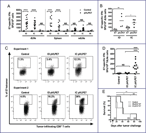 Figure 3. Advantage of intra-cheek vaccinations for inducing local and loco-regional antigen-specific CD8+ T-cell responses in tumor-bearing mice. (A) IFNγ ELISpot assay performed at day 10 using cell suspensions from draining lymph nodes (dLNs), spleen and non-draining lymph nodes (ndLNs), C57BL/6 mice being immunized at days 0–2–4 with pVLP-E7 using intra-dermal (ID), intra-cheek (IC) or intranasal (IN) routes of vaccination. Data were obtained from three separate experiments using 4–6 mice per group. (B) IFNγ ELISpot assay performed at day 10 using cell suspensions from dLNs, C57BL/6 mice (4–5 mice) being immunized at days 0–2–4 with pVLP-E7 or E7 polypeptide (+ CpG-ODN) using the ID or IC route. (C) and (D) C57BL/6 mice were injected in the cheek with TC-1-Luc cells, and then ID or IC immunized with pVLP-E7 at days 7–9–11 following tumor challenge. (C) Detection of E749-57-specific CD8+ T cells: cell suspensions from tumors were pooled from either 5 mice (Experiment 1) or 6 mice (Experiment 2) and stained with E7-tetramers at day 18. Data obtained from Experiment 1 (5 mice pooled) and Experiment 2 (6 mice pooled). (D) IFNγ ELISpot assay performed using cell suspensions from tumor draining lymph nodes (TdLNs) cells at day 18. Presented data are pooled from two separate experiments (5 and 6 mice per group). (E) Kaplan–Meier curves showing tumor-free survival rates. For ELISpot assays, cells were loaded and stimulated with E749-57 peptide. Background (always ≤ 100 spots per 106 cells) obtained with not pulsed cells was subtracted due to some variability between the different tissues tested. NS, non-statistical difference = p > 0.05; *p < 0.05; **p < 0.01; ***p < 0.001; ****p < 0.0001.