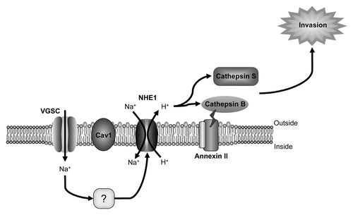 Figure 2. α subunit involvement in pH-dependent cellular invasion. Na+ influx through Nav1.5 is proposed to activate the Na+/H+ exchanger NHE1, co-expressed with Nav1.5 in lipid rafts contained within the caveolae of invasive breast cancer cells.Citation59 Increased NHE1 activity results in increased H+ efflux, which, in turn, enhances proteolytic activity of cysteine cathepsins B and S, which degrade the extracellular matrix, permitting invasion.Citation52,Citation59 The mechanism by which Nav1.5 enhances NHE1 is not yet clear. Figure was produced using Science Slides 2006 software.