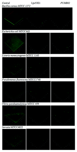 Figure 9. Confocal microscope images showing biofilm inhibition effect of lipases against biofilm forming pathogens.