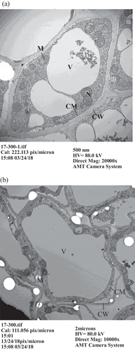 Figure 2. Observation of root apex cells in Tainung No. 17 pineapples by transmission electron microscopy. (a) 0 μM AlCl3, (b) 300 μM AlCl3. (N: cell nucleus, V: vacuole, M: mitochondria, CM: cell membrane, CW: cell wall)
