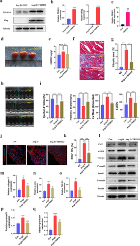 Figure 5. TRIM33 protects against Ang II–induced cardiac injury in vivo. a-b. Western blot analysis was used to detect the expression of TRIM33 and Flag. c. The qRT-PCR analysis was used to clarify the expression of TRIM33. d-e. The heart weight/body weight (HW/BW) ratio was determined after TRIM33 overexpression (n = 6 per group). f-g. Masson staining was used to confirm the fibrosis scar area after TRIM33 overexpression (n = 6 per group). h-i. Echocardiographic analysis was conducted to exam the cardiac function (n = 6 per group). j-k. EDU immunofluorescence staining was used to count the proportion of EDU+ CFs in Con and TRIM33 overexpression mice (n = 6 per group). l-q. The Coll I, a-SMA and TGFβ1-Smad3/4 signaling expression level was determined by Western blot. Each experiment was conducted three times independently. *P < 0.05,**P < 0.01, ***P < 0.001.