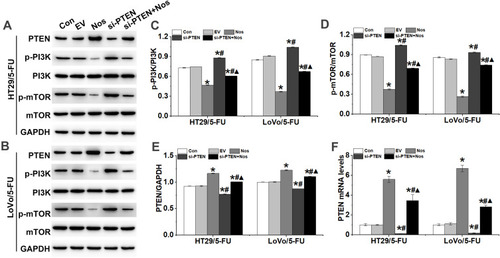 Figure 6 PTEN interference counteracted the effect of noscapine on the activation of PI3K/mTOR signaling in HT29/5-FU and LoVo/5-FU cells. (A–E) Western blot was used to detect the protein expression of PTEN, p-PI3K, PI3K, p-mTOR, and mTOR in HT29/5-FU and LoVo/5-FU cells. (F) PTEN mRNA levels were detected by RT-qPCR. Data are presented as the mean ± SD (n = 3). *P < 0.05 compared with Con, #P < 0.05 compared with Nos, ▲P < 0.05 compared with siPTEN.