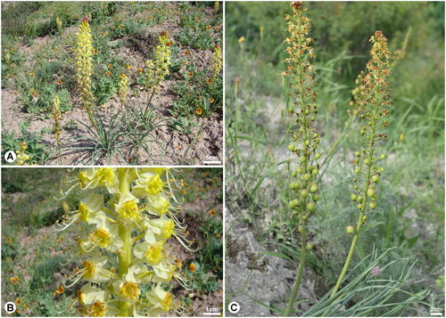 Figure 1. Eremurus zoae Vved 1971 (Photographs was taken by Georgy A. Lazkov in Issyk Kul, Kyrgyz Republic). A, Habitat; B, Flower; C, Capsule. E. zoae is a perennial herb with a height of 25–40 cm. The flowers are campanulate, with yellow petals that reflex in fruiting. The capsules are globose. The flowering period is from April to May and the fruiting period is from May to June.