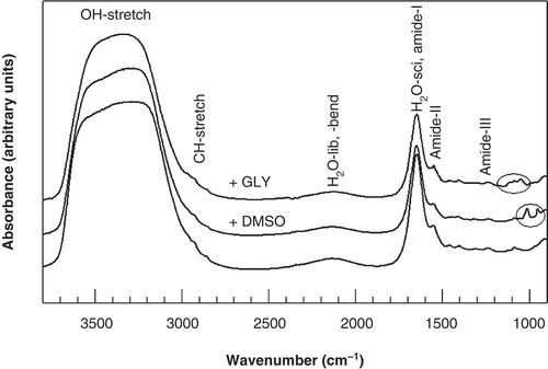 Figure 1. Infrared absorption spectra of 3T3 cells, acquired at 20°C in the absence and presence of DMSO and glycerol. The OH-stretching, H2O-libration and bending combination band, and the H2O scissoring band arising from water, the CH2-stretching bands mainly arising from membrane lipids, and the protein amide bands are indicated. Typical bands arising from glycerol and DMSO are visible in the 1200–900 cm-1 fingerprint region of the spectrum.