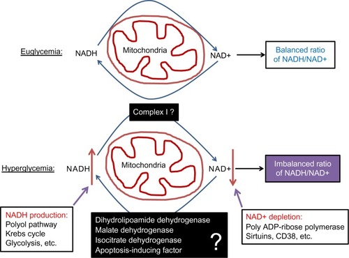Figure 4 Role of redox imbalance between NADH and NAD+ in β cell dysfunction.