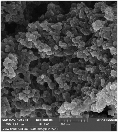 Figure 1. FESEM image of a sample of silymarin Nano hydrogel particles used in drinking water for Japanese quails. FESEM: Field Emission Scanning Electron Microscope.