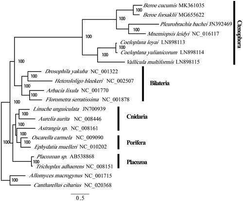 Figure 1. Phylogenetic position of Ctenophora within Metazoan using concatenated proteins in mitochondrial genomes. Numbers at each code are Bayesian posterior probabilities (percentage). GenBank accession numbers of each species were listed in the tree.