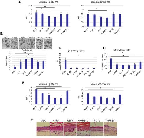 Figure 4 Treatment of dermal fibroblasts with Resveratrol and its derivatives reduces the senescent phenotypes induced by glycation. HDF cultures were treated with MGO or with MGO plus bioactive compounds: Carnosine, Resveratrol, OxyResveratrol, Piceatannol and TracetylResveratrol. (A) AGE-related auto-fluorescence measured in a microplate reader at Ex/Em 370/440 nm and Ex/Em 335/385 nm on day 7, (B) The cell shapes and cell densities in MGO- and compounds-treated cultures stained with crystal violet; Scale bars are 50μm, (C) Percentage of the p16INK4a- positive cells calculated from the fluorescence images of the cultures. (D) Intracellular ROS production in MGO- and compounds-treated cultures measured using DCF-DA assay, relative DCF fluorescence at Ex/Em 485/535 nm in untreated control equals 1, (E) The skin models were treated with MGO and topically applied compounds and AGE-related auto-fluorescence measured in a microplate reader at Ex/Em 370/440 nm and Ex/Em 335/385 nm at day 7, (F) The epidermal morphology in skin models sections stained with H&E. Scale bars are 100 μm. p-values are *<0.05, **< 0.01, n=3.