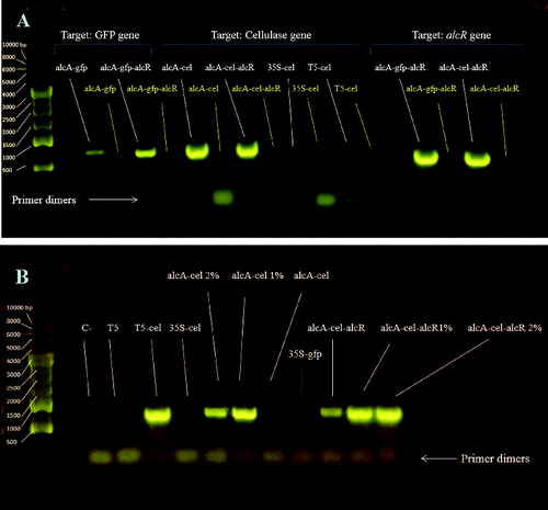 Figure 3. Analysis of RT-PCR with gel electrophoresis. Transcription of the three genes (gfp, cellulase and alcR) targeted by correlating detection primers. cDNA (0.3 µL) was used for this test. (A) Transcription of cellulase gene for various strains (1% and 2% indicate ethanol concentration added to the culture). cDNA (0.5 µL) was used for this test (B).