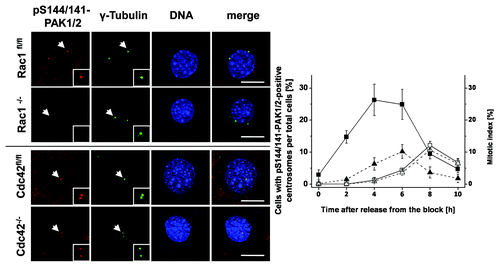 Figure 5. Absence of pS144/141-PAK1/2 from the G2-phase centrosomes of Rac1−/− MEFs. Synchronized Rac1fl/fl and Rac1−/− MEFs and Cdc42fl/- and Cdc42−/− MEFs were synchronized using thymidine double-block technique, fixed at times as indicated and stained for pS144/141-PAK1/2 (red), γ-tubulin (green), and DNA (blue). Scale bar: 15 µm. The number of in Rac1fl/fl (filled symbols) and Rac1−/− (open symbols) MEFs with pS144/141-PAK1/2-positive centrosomes (■) and the mitotic index (▲) were determined by manual counting. Data are mean ± SD from 3 independent experiments with >100 cells in each population.