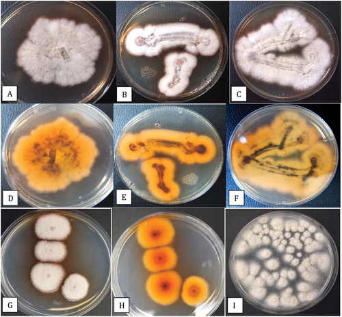 Fig. 7 (Colour online) Colony morphology of three isolates (BC-6, BC-10, BC-11) of Fusarium lichenicola on PDA. Colonies were initiated from mycelial plugs placed centrally in the Petri dish (a) or after dragging them across the agar surface (b, d). The reverse side of the cultures show an orange-brown (d, e) and indigo-blue (f) pigment formation. g, h, Plating of a spore suspension of F. lichenicola gives rise to characteristically pigmented colonies compared to F. solani (i). All photos were taken 7 days after cultures were initiated