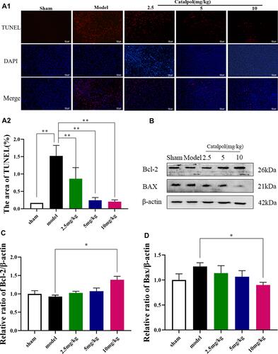 Figure 6 Catalpol intranasal administration reduces apoptosis. (A) TUNEL staining performed on sections from ischemic cortex; (B) the activating effect of catalpol on the expression of Bcl-2 pathway-related proteins; (C) the protein expression levels of Bcl-2; (D) the protein expression levels of Bax (the data are presented as the mean ± S.D., n = 3, *p < 0.05, **p < 0.01).