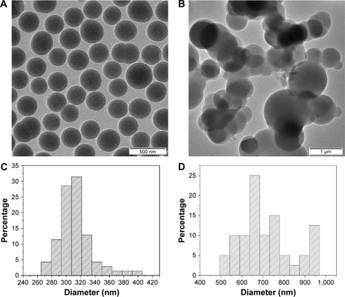 Figure 2 TEM images and size-distribution histograms of the samples.Notes: TEM images of the (A) native SiO2 NPs and (B) SiO2–gentamicin nanohybrids. Size-distribution histograms of the (C) native SiO2 NPs and (D) SiO2–gentamicin nanohybrids generated from images (A) and (B), respectively. Most of the native SiO2 NPs are well dispersed (A). The average size of native SiO2 NPs calculated from the TEM image is 312±26 nm, with a size distribution of 265–405 nm (C). The size of the SiO2–gentamicin nanohybrids increases markedly, compared with the size of the native SiO2 NPs (B). The average size of SiO2–gentamicin nanohybrids is 719±128 nm, and the size distribution ranges from 495 to 965 nm (D).Abbreviations: TEM, transmission electron microscope; SiO2, silica; NPs, nanoparticles.
