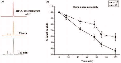Figure 2. (A) RP-HPLC analysis of peptide C in 90% human serum at 37 °C at different times (X, 75, and 120 min). The HPLC profile shows the results of one representative experiment out of at least three independent ones. (B) Percentage of intact peptides 1B and C detected at different time intervals after incubation in 90% fresh human serum (200 µM) at 37 ± 1 °C.