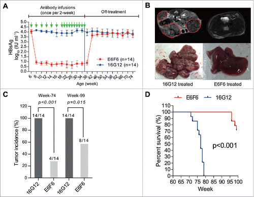 Figure 1. E6F6 suppresses HBsAg and reduces hepatocarcinogenesis in HBV-Tg mice. (A) Serum HBsAg levels of DEN-induced HBV-Tg mice that received multiple mAb infusions. Twenty-eight male HBV-Tg mice were injected with a low dose (2 mg kg−1) of DEN 2 weeks after birth. Then, these animals were randomly assigned into two groups and treated with E6F6 (n = 14) or received a control treatment of IgG (16G12, n = 14) at 20 mg kg−1 every 2 weeks since the 6th week of age. This therapy lasted 30 weeks, and all animals received a total of 16 infusions of mAbs. (B) Representative axial 2D T2-weighted MRI images (top panel) and gross observations (bottom) of E6F6- or 16G12- treated mouse livers. The red lines highlight the tumours. Detailed MRI images for each enrolled mouse are presented in Figure S1. (C) The tumour incidence of animals after antibody treatment at weeks 74 and 99. P-values were calculated using a two-sided Fisher's exact test. (D) Survival curves of DEN-induced HBV-Tg mice treated with E6F6 and 16G12. Significance tests were conducted using the Cox-Mantel algorithm.