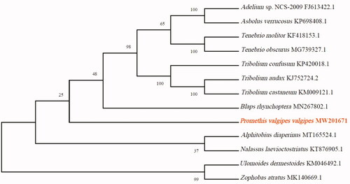 Figure 1. Maximum-likelihood phylogenetic tree of Promethis valgipes valgipes and 12 other Tenebrionidae beetles based on the protein-coding regions of their mitogenomes.