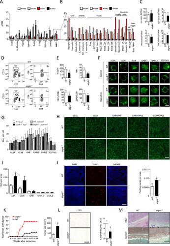 Figure 6. atg4c−/- mice show alterations in lymphocyte populations. (A and B) Analysis of the expression of each ATG4 in different tissues (A) an in several white cells subpopulations (B) from human samples. Data obtained from https://www.proteinatlas.org. (C) Cell counts of peripheral blood from WT and atg4c-/- mice. Gra, granulocytes; Lym, lymphocyte; Plt, platelet; RBC, red blood cells. N = 8 mice per genotype. Bars represent means ± SEM. (D) Representative FACs analyses of CD19 and CD3 expression in peripheral blood cells from WT and mutant mice. (E) Quantification of CD19+, NK+, CD3+ and CD8+ and CD3− and CD8− subpopulations in blood from WT and atg4c-deficient mice. N = 6 per genotype. Bars represent means ± SEM. (F) Representative images of immunofluorescence analysis of endogenous mATG8 proteins in lymphocytes subpopulation from WT and atg4c-/- mice upon the indicated conditions. Scale bars: 8 μm. (G) Quantification of the data shown in (F). Bars represent means ± SEM. N > 85 cells per genotype and condition. (H) Representative images of immunofluorescence against the endogenous mATG8 proteins in spleen sections from WT and atg4c-/- mice. Scale bars: 10 µm (I) Quantification of the data shown in H. Bars represent means ± SEM. N = 4 mice per genotype. (J) Left, representative images of TUNEL assay in spleen sections from WT and atg4c-/- mice. Right, quantification of the positive nuclei for TUNEL assay per tissue area in WT and atg4c-/- mice. Bars represent means ± SEM. N = 6 mice per genotype. (K) Left, percentage of mice with tumors upon MCA administration. N = 8 mice per genotype. Right, quantification of tumor size from WT and atg4c-/- mice. (L) Left, representative images of immunohistochemistry against CD3 in tumors generated after MCA injection. Scale bars: 200 µm. Right, quantification of the data. Bars represent means ± SEM. N = 4 mice per genotype. (M) Up, representative images of H&E-stained tumor sections from WT and atg4c-/- tumors. Scale bars: 400 µm. Bottom, representative images of gomori-stained tissue sections from WT and atg4c-/-tumors. Scale bars: 400 µm. *P < 0.05, 2-tailed unpaired student’s t test.