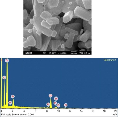 Figure 2 SEM photographs of commercial 20 nm-diameter ZnONPs.Notes: The shapes of the ZnONPs were hexagonal columns of various lengths. Only Zn and O detected in the ZnONP with the addition of C (from the carbon stick) and Pt (from the coating material) as indicated by EDX analysis.Abbreviations: SEM, scanning electron microscopy; ZnONPs, zinc oxide nanoparticles; EDX, energy-dispersive X-ray.