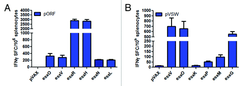 Figure 6. Esx DNA constructs elicit esx-specific cross-reactivity among their subfamily ortholog members. Mice were immunized with 20 µg of pORF or pVSW 3 times at 2 wk intervals and spleens were harvested 1 wk later and then stimulated with their respective esx-specific peptide pools to monitor the degree of cross-reactivity between esx antigens determined by IFN-γ ELISpot (A) Recognition of esxV, esxH, esxN, and esxL after pORF vaccination. (B) Recognition of esxO, esxK, esxP, esxM, and esxG after pVSW vaccination. Error bars indicate SEM and data shown are representative of 5 mice per group in 2 independent experiments that generated similar results.