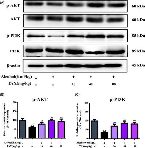 Figure 7. Effects of TAX on PI3K/AKT signalling pathway. (A) The expression of protein p-PI3K, PI3K, p-AKT and AKT were measured, and β-actin protein level was used as a loading control. (B, C) Quantification of relative protein expression was performed by densitometric analysis. Data are mean ± SD. n = 10 per group. **p < 0.01, *p < 0.05 vs. normal group; ##p < 0.01, #p < 0.05 vs. alcohol group.