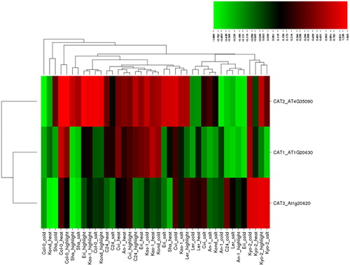 Figure 2. Heatmap showing the expression profiles of three catalase (CAT) genes (CAT1-3) in 10 natural Arabidopsis ecotypes, An-1, Cvi, Col-0, C24, Eri, Kas-1, Kond, Kyo-2, Ler and Sha, under four different stress conditions of salinity (100 mmol/L NaCl), cold (10 °C), heat (38 °C) and high light (800 μmol photons m−2s−1). Green indicates the down-regulated genes; red shows the upregulated genes under given stresses. Conditions (up) and genes (left) with similar expression profiles were hierarchically clustered using Pearson correlation.