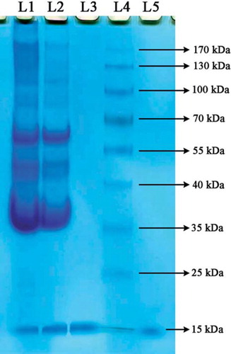 Figure 11. SDS-PAGE of egg white fractions. The fractions were assayed by SDS-PAGE using 10% separating gel (9 × 7.5 cm), and 5% stacking gels were stained with 0.25% (w/v) Coomassie Brillant R 250 in acetic acid–methanol–water (1:5:5, v/v/v) and destained in ethanol–acetic acid–water (1:4:6, v/v/v). Lane 1, egg white before adsorption; lane 2, egg white after adsorption; lane 3, commercial lyzoyme; lane 4, commercial marker; lane 5, desorbed lysozyme. Equal amounts of sample were applied to each line.