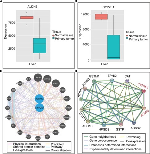 Figure 4 Gene expression levels and protein interactions. (A and B) ALDH2 and CYP2E1 gene expression levels in normal and primary tumor tissues. (C) Interactions of ALDH2 and CYP2E1 with other genes. (D) Interactions of ALDH2 and CYP2E1 with other proteins.