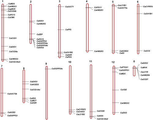 Figure 1. Chromosomal locations and duplications of the paralogous carotenoid metabolic genes on the pepper chromosomes. Note: In the figure, the chromosome numbers are shown at the top of each bar; predicted tandem-duplicated genes are indicated by thick blue lines; and gene clusters are denoted by black lines.